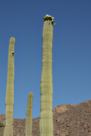 SaguaroNPw