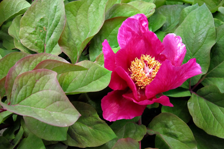 Peonyw