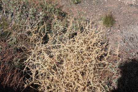 Project 64: Tumbleweed