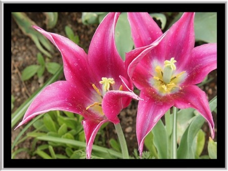Project 64: Violet Red