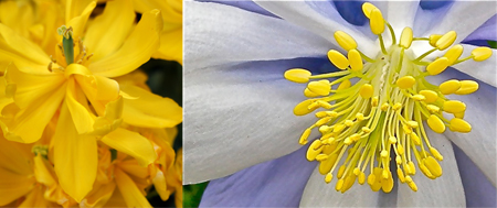 YellowDiptych