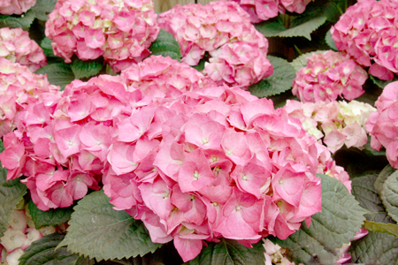 PinkHydrangeasTexturew