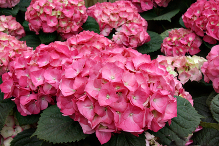 PinkHydrangeasw