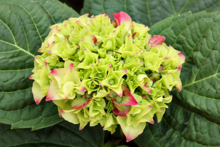 HydrangeaBloomw