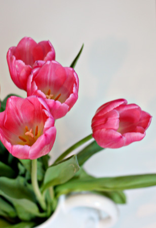 Tulips1w