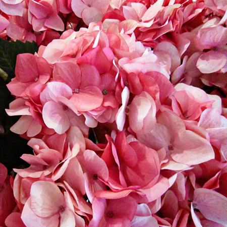 PBFlowersw