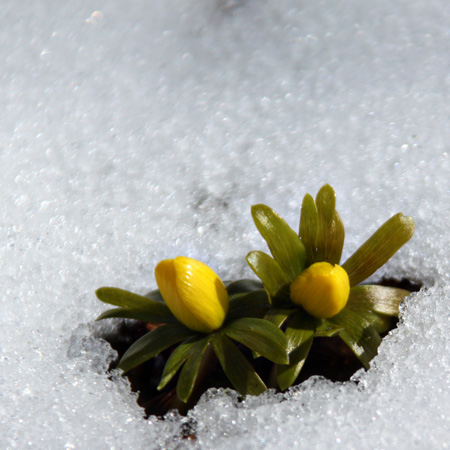 SnowFlowersSquarew