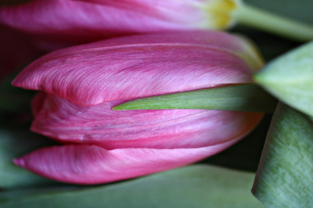 Tulipw