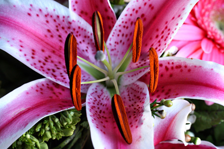Lily2w