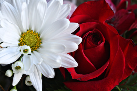 DaisyRosew