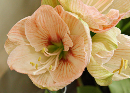 ApricotFlower2w