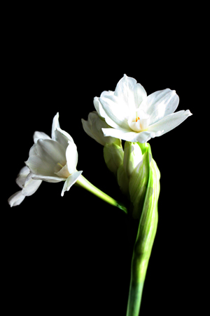 Paperwhites2w