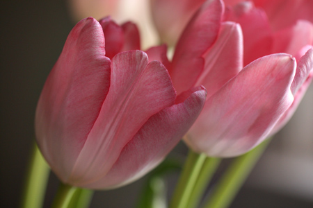 CarnationPinkTulipsw