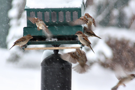 Birdsw