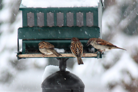 BirdsInARoww