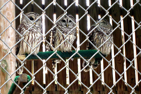 3owlsw