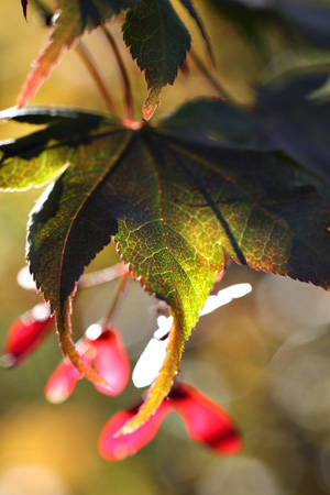 LeafRedPodsw
