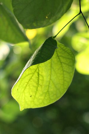 Leaf1w