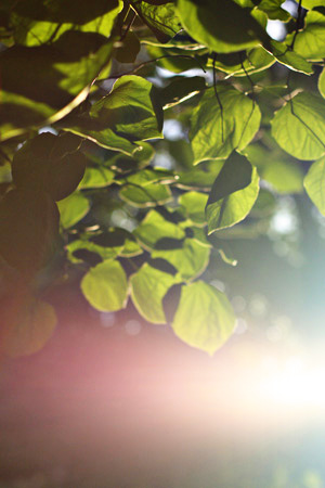 Leaves1w