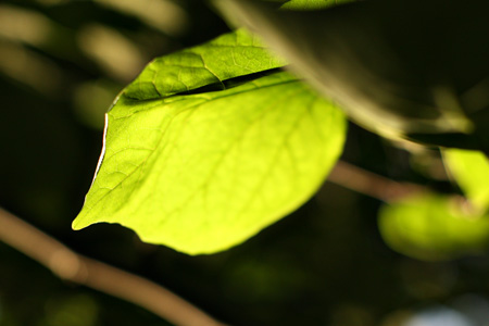 Leaf2w