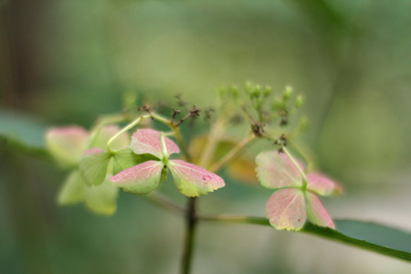 Hydrangea1w