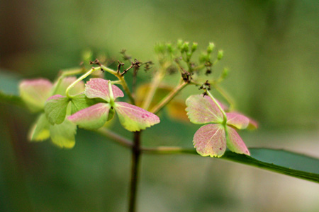 HydrangeaBoostw