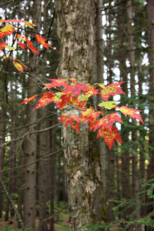 RedLeavesw