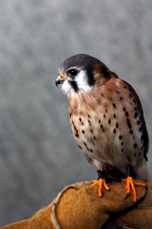 FalconClosew
