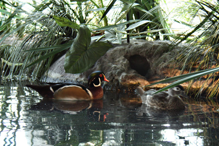 WoodDucksw
