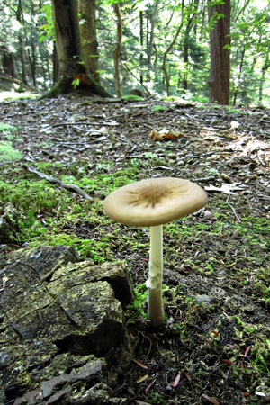 Mushroomw