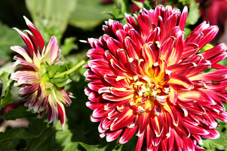 Dahlia1w