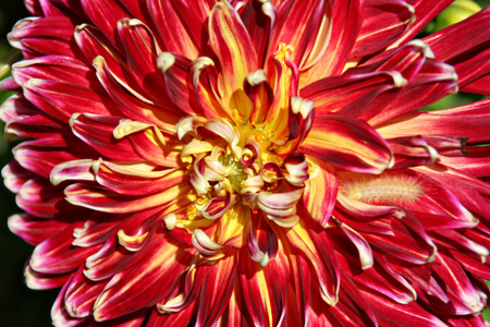 DahliaClose2w