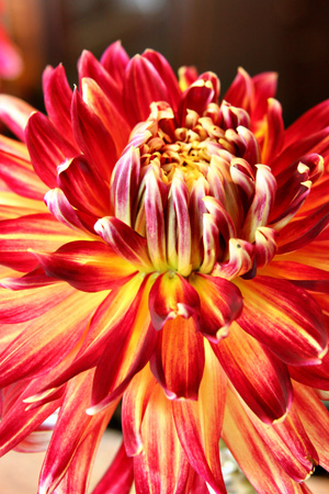 DahliaClosew