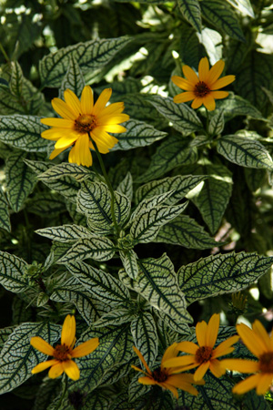 Daisiesw