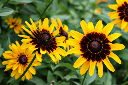 Rudbeckiaw
