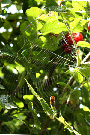 Web2w