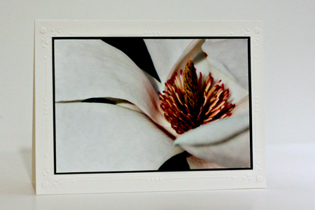 Magnolia1