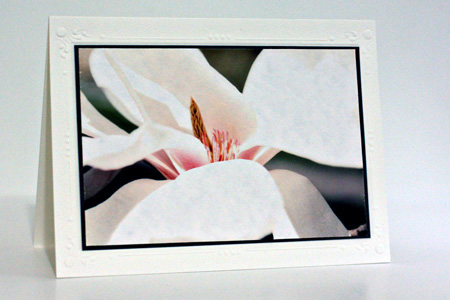 Magnolia2