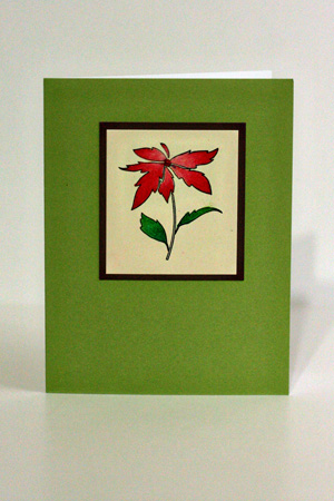 Poinsettia