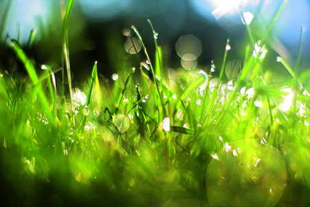 Grass2w