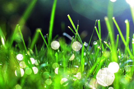 Grass3w