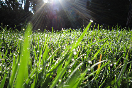Grass1w