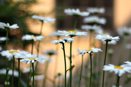 Daisies1w