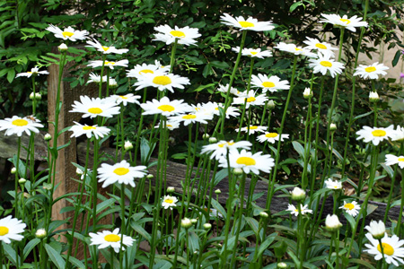 Daisies2w