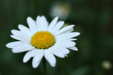 Daisy5w