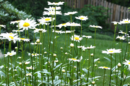 Daisies7w