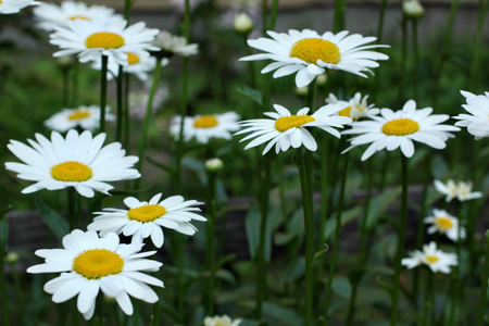 Daisies8w
