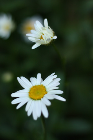 Daisies9w