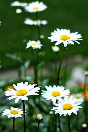 Daisies10w