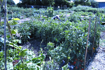 Garden6.30w